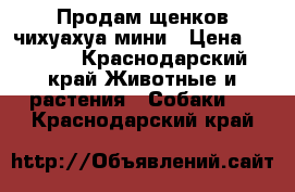 Продам щенков чихуахуа мини › Цена ­ 6 000 - Краснодарский край Животные и растения » Собаки   . Краснодарский край